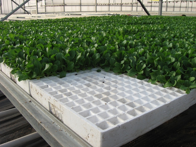 EPS-seeding-tray-for-agriculture-1