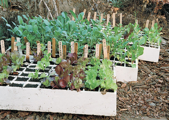 polystyrene trays for plant